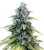 1773862130854.png 1773862130854.png