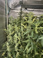 1 — копия.jpg 1 — копия.jpg