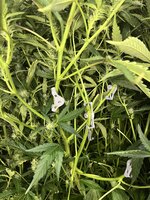 5 — копия.jpg 5 — копия.jpg