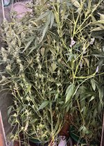 10 — копия.jpg 10 — копия.jpg