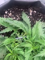 IMG_0298.jpeg