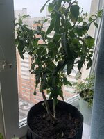 IMG_0317.jpeg