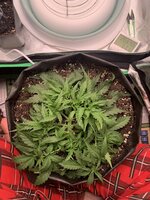 IMG_0323.jpeg