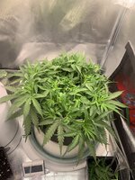 IMG_0430.jpeg