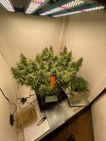 IMG_3868.jpeg