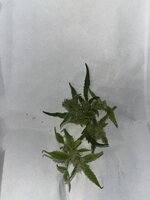 л — копия.JPG