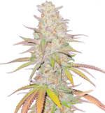1776762802148.png