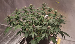 Терпенайзер