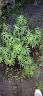 IMG_20260520_201044.jpg