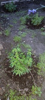 IMG_20260520_201010.jpg