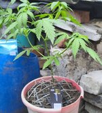420.jpg
