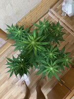 IMG_5502.jpeg
