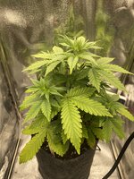 IMG_3155.jpeg