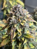 IMG_3620.jpeg