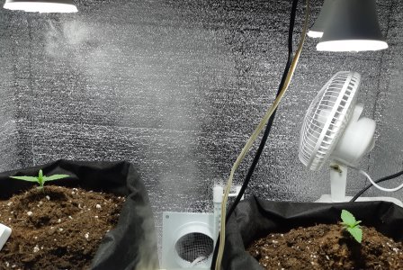 амнезия и кали 24.06.jpg