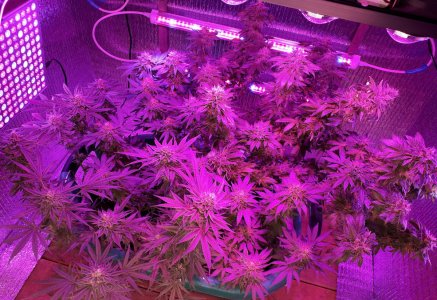 gorilla-glue-4-fem-anesia-seeds__ZQSIgTy8L5AbQ1ki.jpg