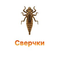 Защита конопли от сверчков