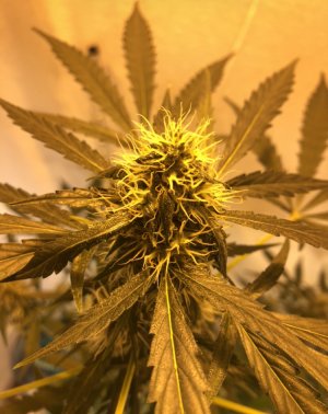 EB7C281D-1937-48EB-B11D-0C4331587276.jpeg EB7C281D-1937-48EB-B11D-0C4331587276.jpeg