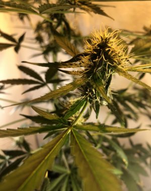 A352D068-94DA-4243-9825-2BE20E7AF83A.jpeg A352D068-94DA-4243-9825-2BE20E7AF83A.jpeg