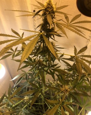 DACD9004-848B-4B44-8D39-58EA25D0F63A.jpeg DACD9004-848B-4B44-8D39-58EA25D0F63A.jpeg