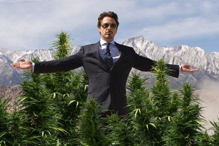 как вырастить коноплю 