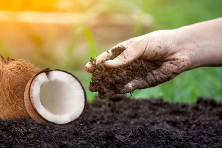 где выращивают коноплю