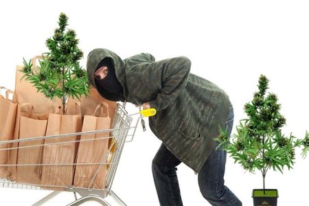 сбор урожая конопли