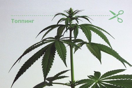 топпинг обрезка конопли
