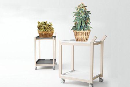 Топ урожайных атвоцветущих сортов конопли