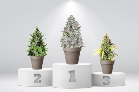 ТОП убойных автоцветущих сортов конопли