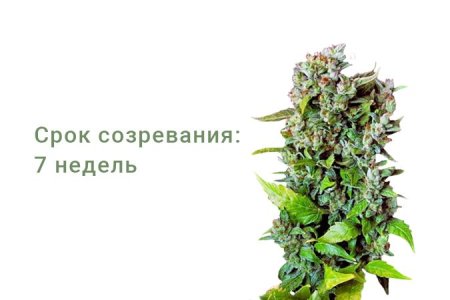 Сорт конопли Fast Bud #2 Auto