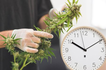 Когда пора собирать урожай конопли