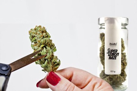 Срезка шишек конопли