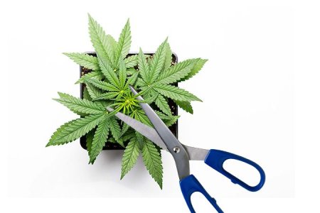 дефолиация конопли