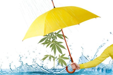 Водный стресс у конопли