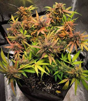 Tangie'matic Auto Fast Buds.jpg