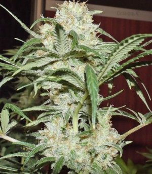 super lemon haze семяныч.jpg