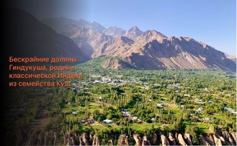 OG Kush - история происхождения