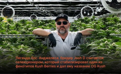 ОГ Куш сорт конопли