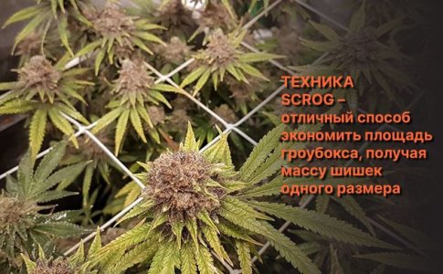 Сетка ScrOG