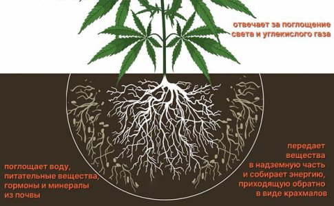 Корень конопли