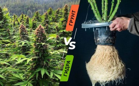 Грунт или гидропоника - что лучше для корней конопли?