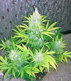 сорт конопли Kalashnikova Auto.jpg