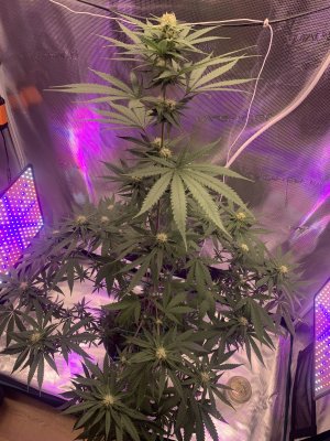 После кастрации.jpg