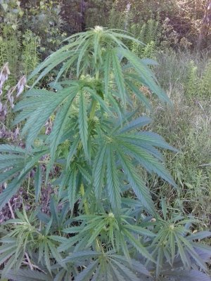 Slurricane IX 20160528_055726.jpg