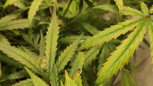 IMG_20220726_201356 — копия.jpg