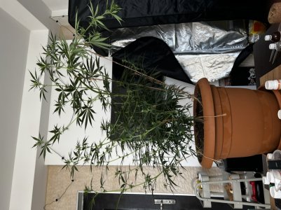 D3AAA880-EB4F-49C5-ACDC-3502054E2C89.jpeg D3AAA880-EB4F-49C5-ACDC-3502054E2C89.jpeg