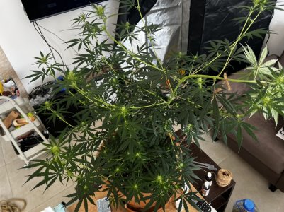 A865BFB2-2DB9-4358-B672-E761FC1073AB.jpeg A865BFB2-2DB9-4358-B672-E761FC1073AB.jpeg