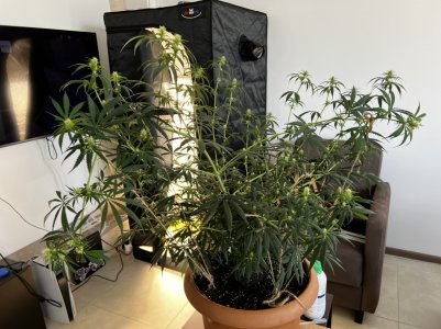 A4BB6030-A401-44F6-9544-411AAC51F781.jpeg A4BB6030-A401-44F6-9544-411AAC51F781.jpeg