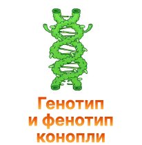 10-Genotip i fenotip konopli-100.jpg